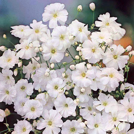 Brudeslør - Gypsophila elegans 'Covent garden'