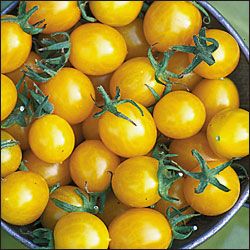 Blondkopfchen Tomat
