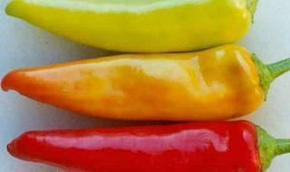Hungarian Yellow Wax - Hot