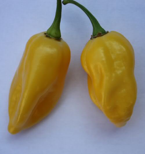 Habalokia Yellow - C. Chinense