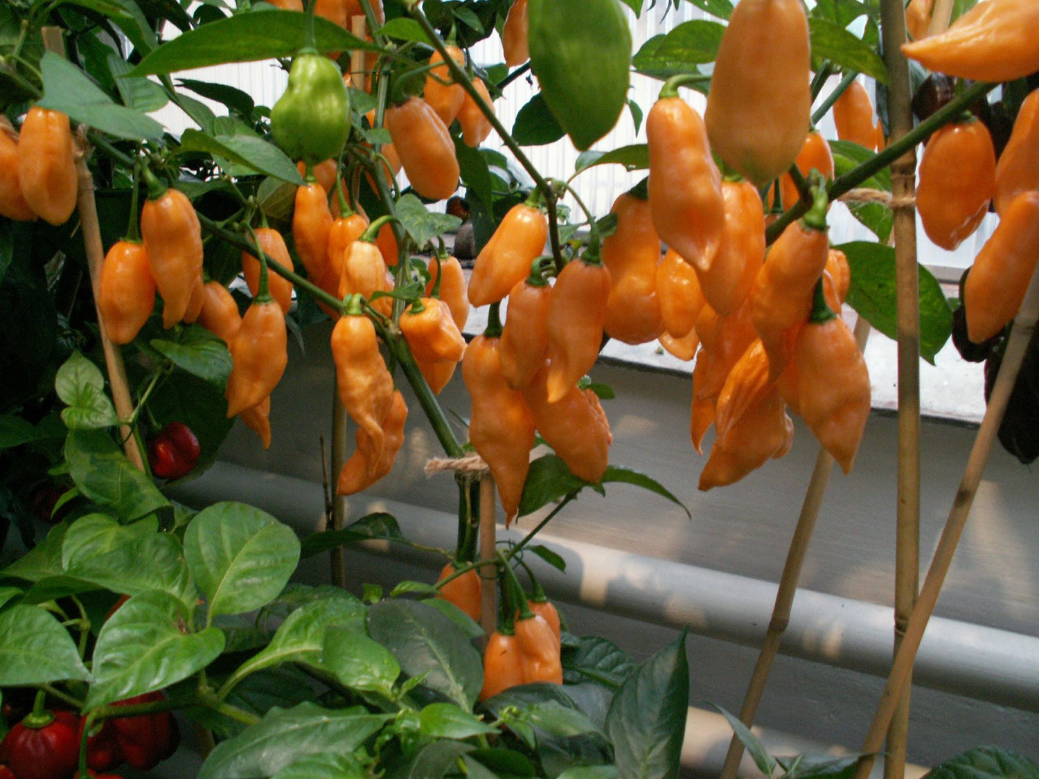 Habanero Dulce - C. chinense