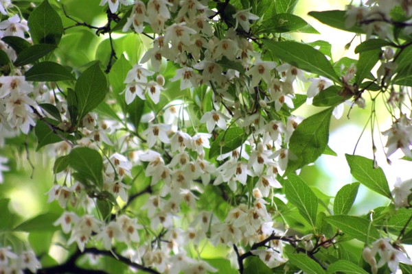 Sneklokketræ - Halesia Carolina