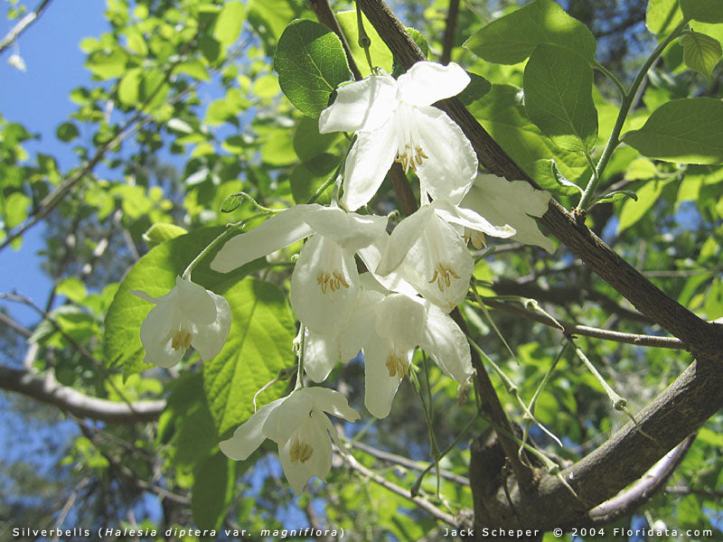 Sølvklokketræ - Halesia Diptera