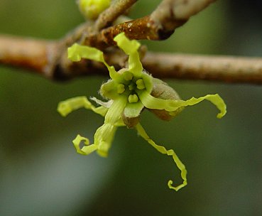 Virginsk Troldnød - Hamamelis Virginiana