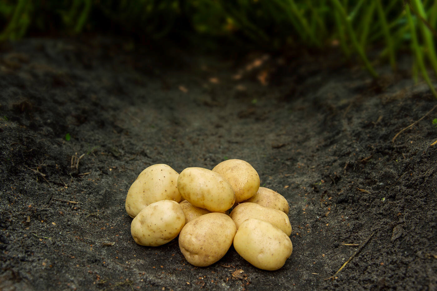 Bondens Bedste – HANSA 1,5 KG – Læggekartoffel