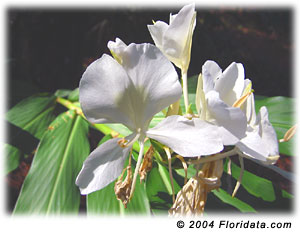 Hvid Sommerfugle Ingefær - Hedychium Coronarium