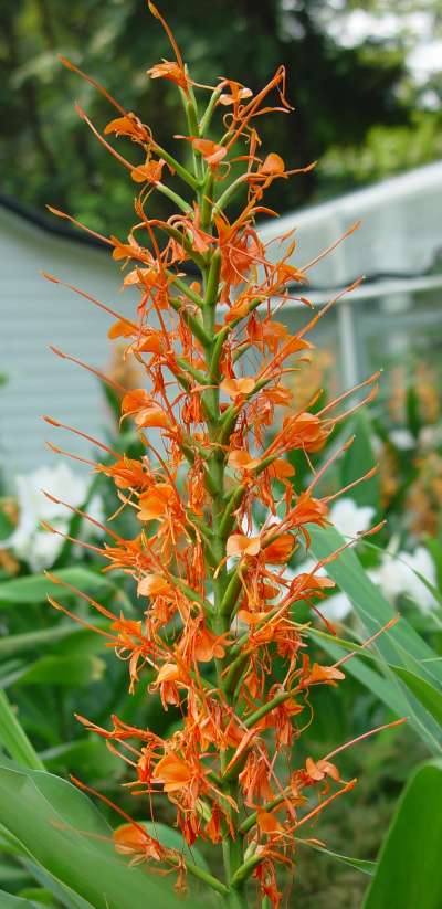 Orange Flaskerenser Ingefær - Hedychium Aurantiacum