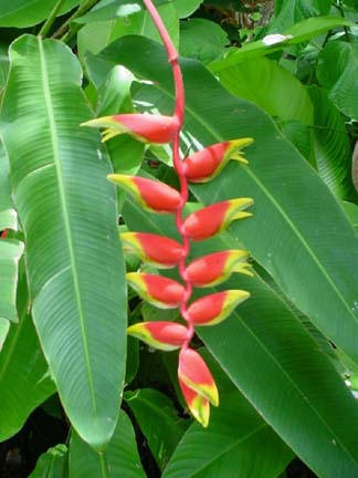 Heliconia Rostrata
