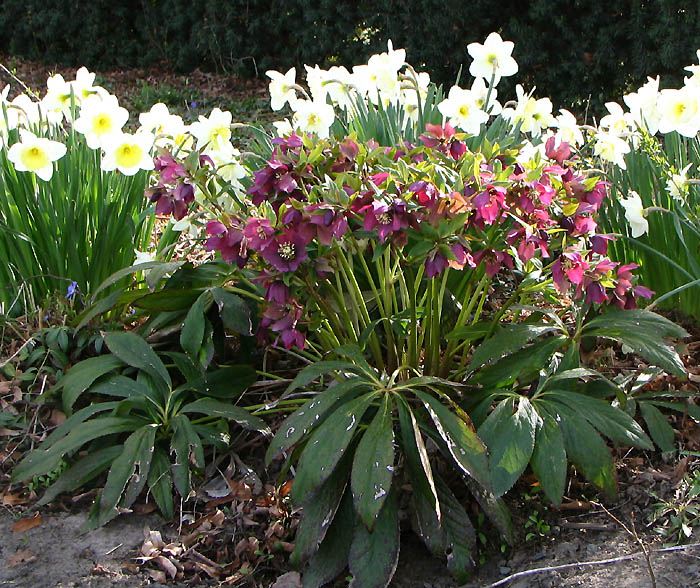 Julerose - Helleborus orientalis hybrid
