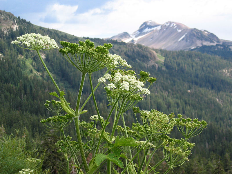 Ko Pastinak - Heracleum maximum