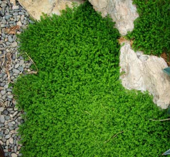Brudurt - Herniaria glabra