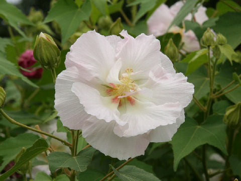 Hibiscus  Hvid Kæmpe - Hibiscus mutabilis