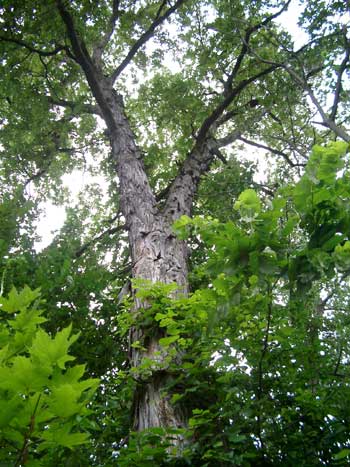 Carya ovata - Shagbark Hickory