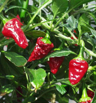 Hinkelhatz / chickenheart - Chilli