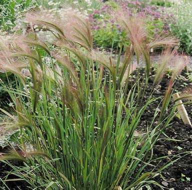 Egernhale - Hordeum Jubatum