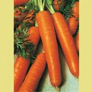 Gulerod -Daucus carota ssp sativa Blanche hors terre