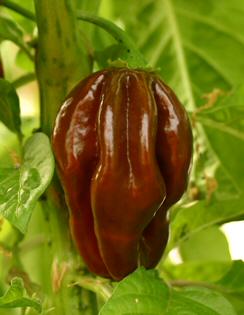 Jamaican Hot Chocolate