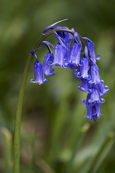 Klokkeskilla - Hyacinthoides non-scripta