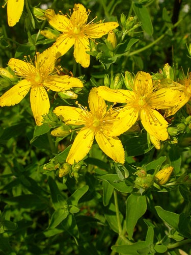 Prikbladet Perikon - Hypericum perforatum