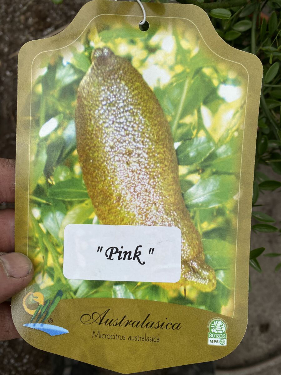 Fingerlime - Citrus australasica microcitrus - Pink - Plante