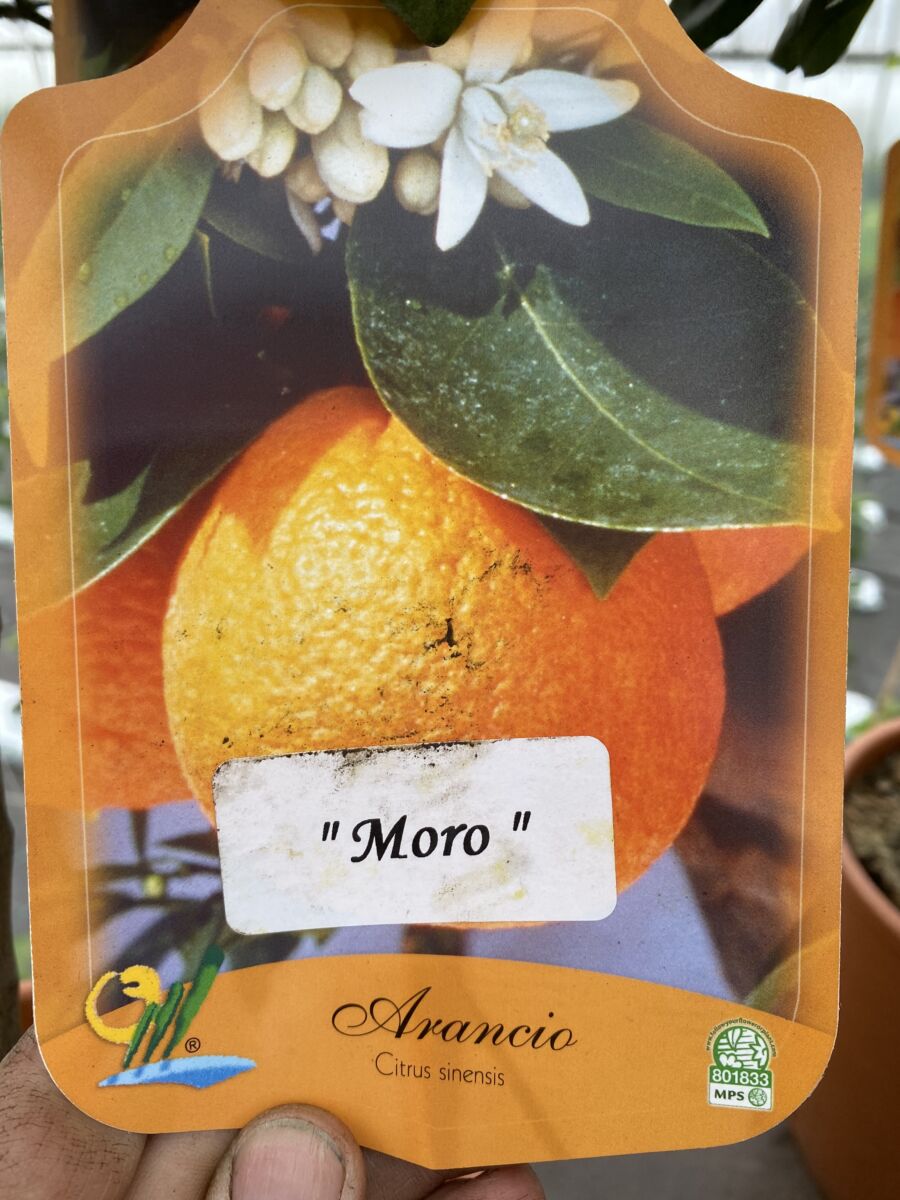 Moro Blodappelsin - Citrus Sinensis - Plante