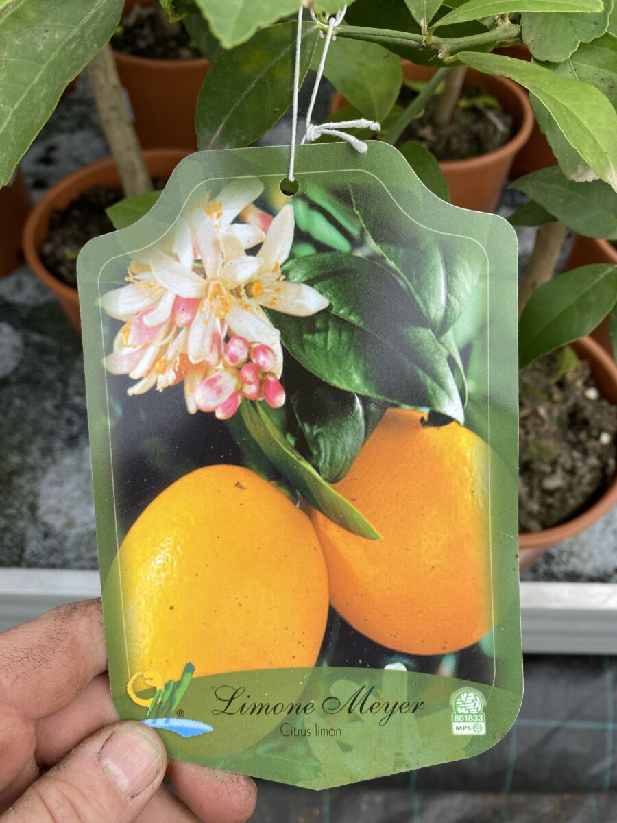 Meyer Citron - Citrus Meyerii - Plante
