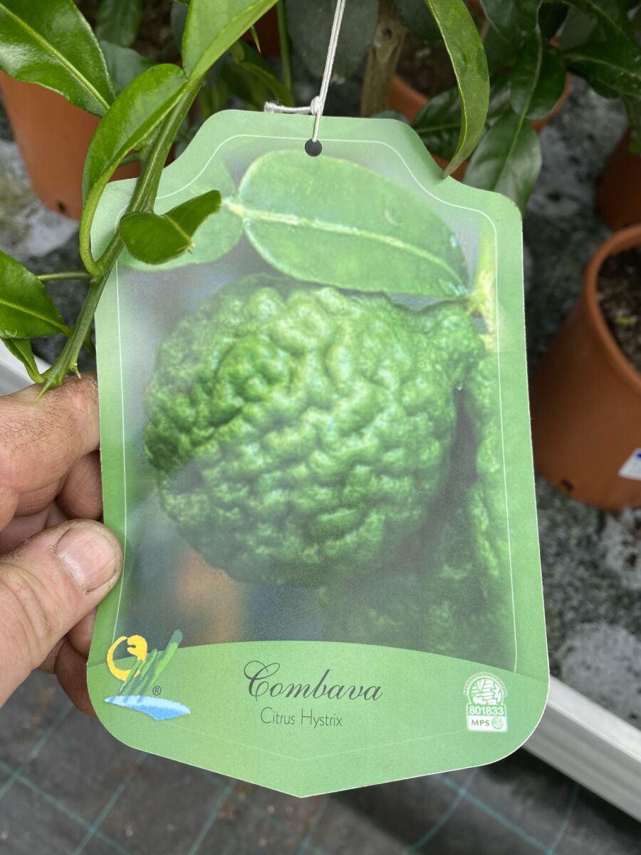 Kaffir Lime - Citrus hystrix - plante