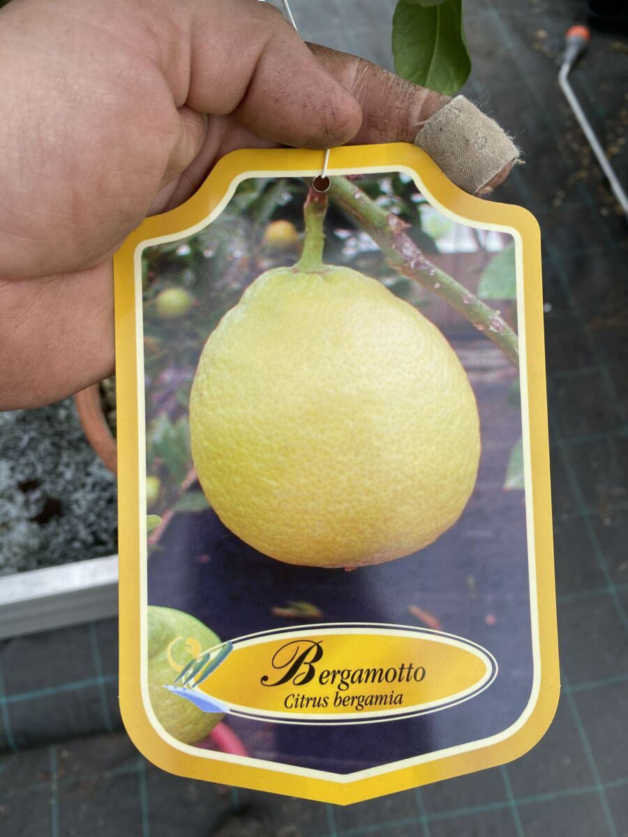 Bergamotte - Citrus bergamia - Plante