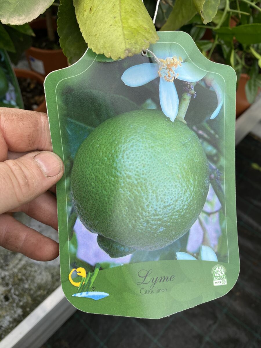 Lime - Citrus latifolia