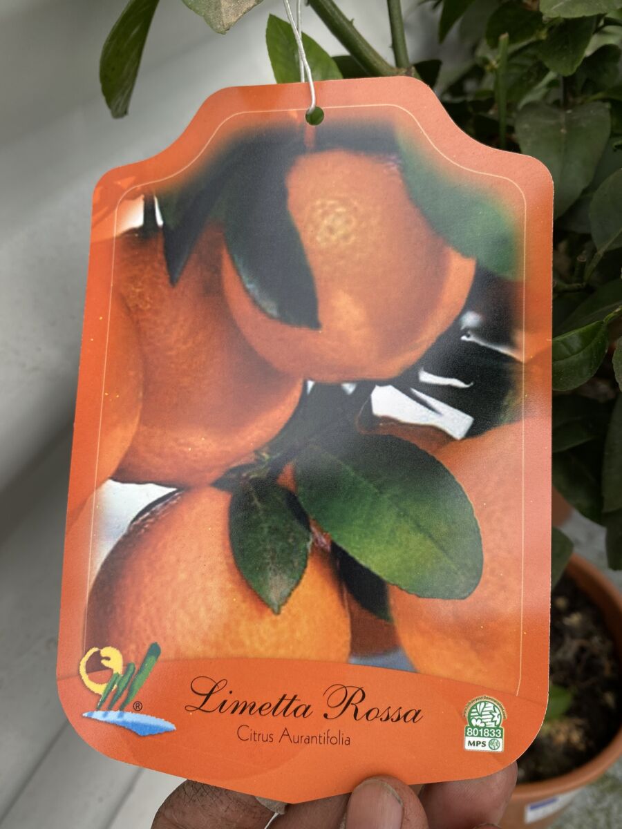 Rød Lime - Citrus x limonia - Plante