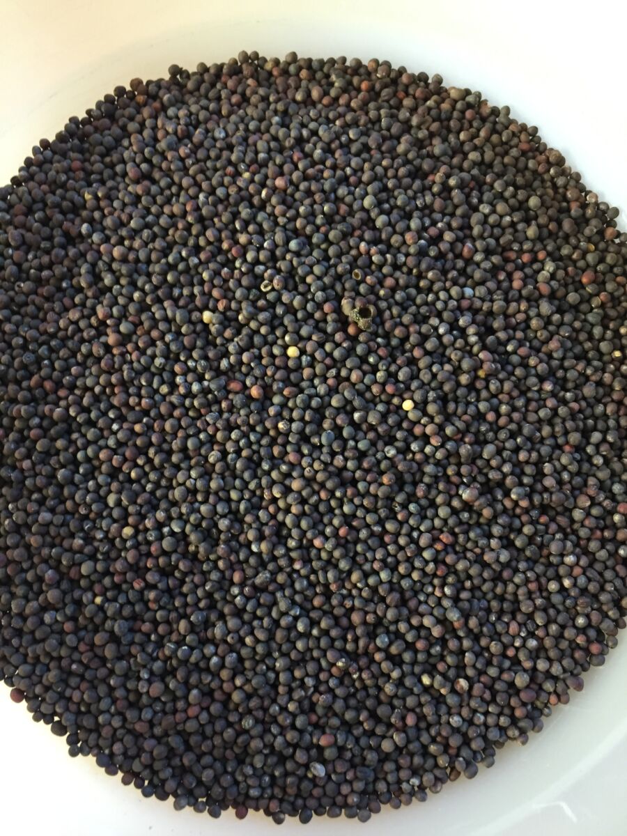 Mikro Grønt - Palmekål Nero Di Toscana