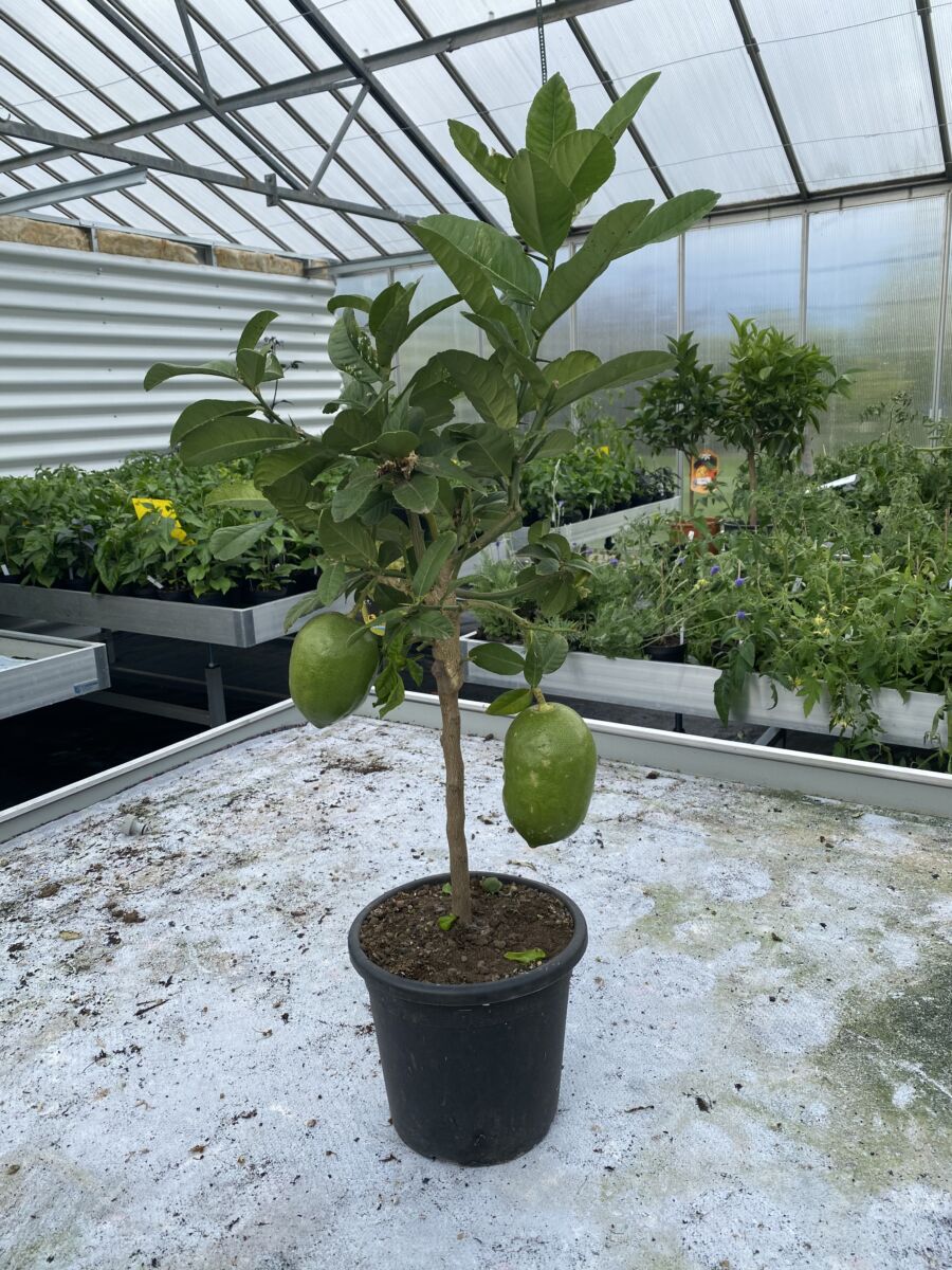 Citron Cedro - Citrus medica 'Cedro'