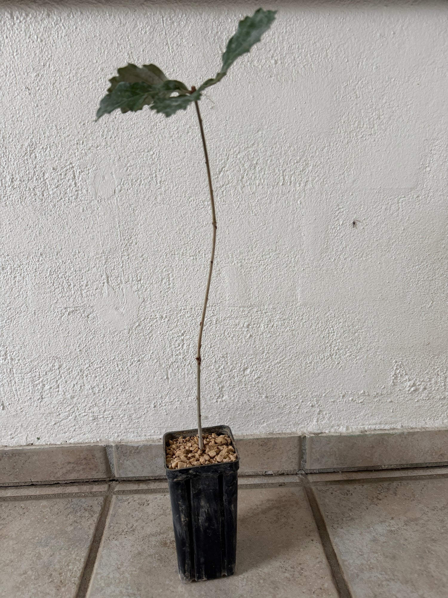 Trøffeltræ - Hvid trøffel (Vinter-eg/Tuber melanosporum)