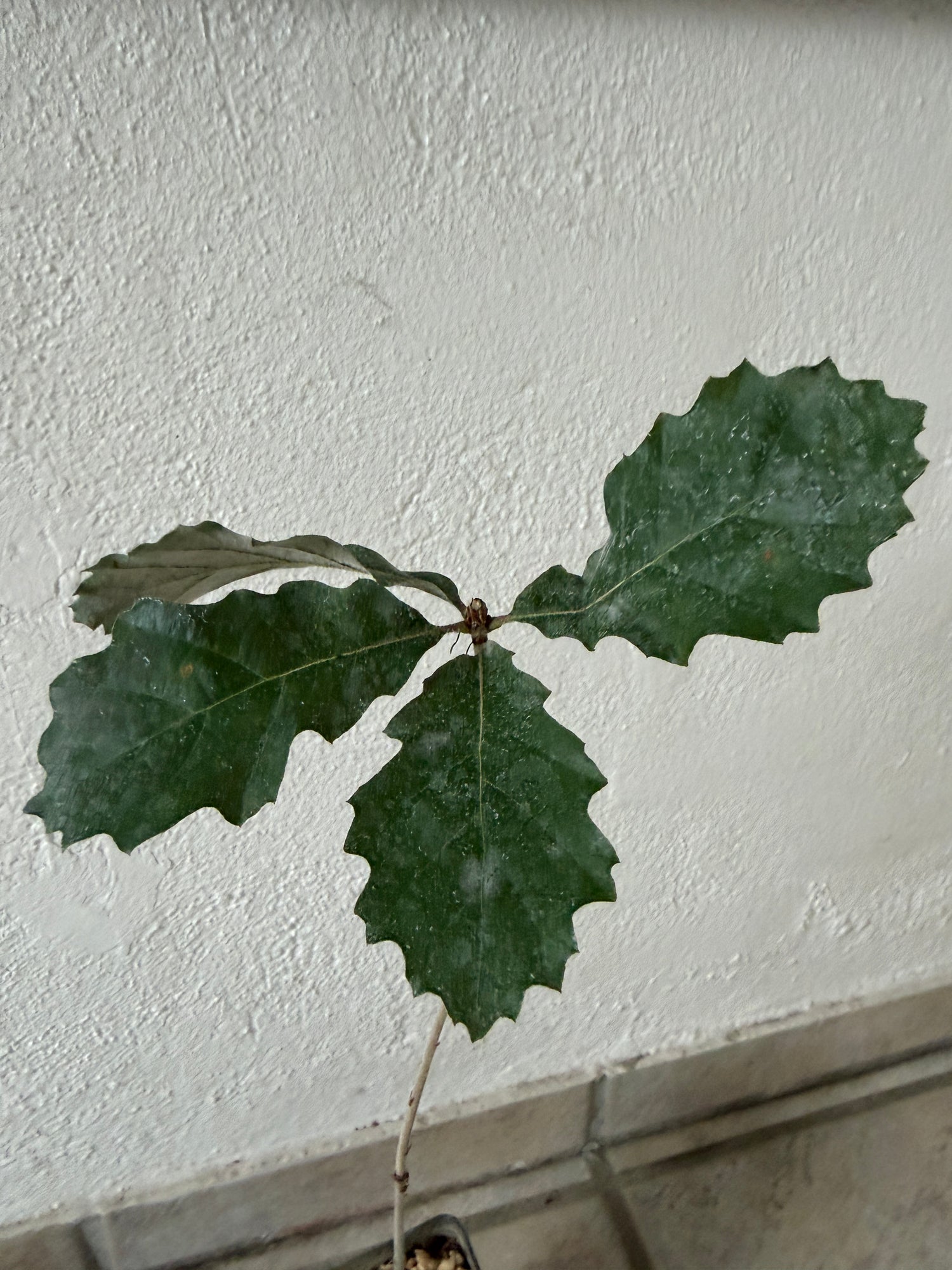 Trøffeltræ - Hvid trøffel (Vinter-eg/Tuber melanosporum)