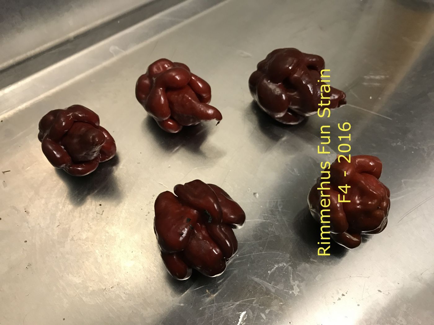 Rimmerhus Fun Strain F6 - C. chinense