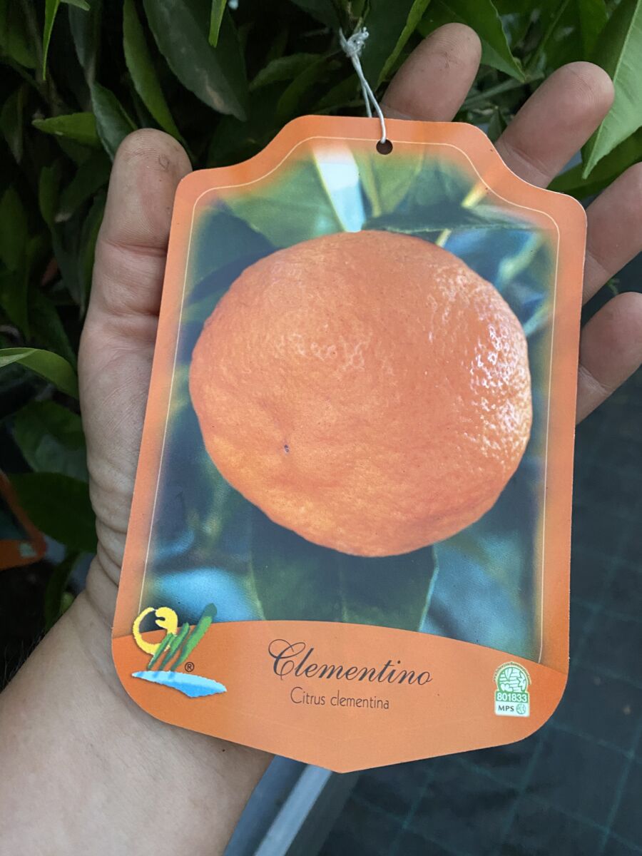 Clementin - Citrus reticulata