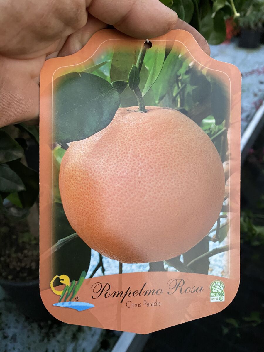 Pink Grapefrugt - Citrus paradisi