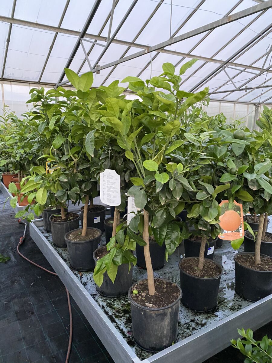 Pink Grapefrugt - Citrus paradisi