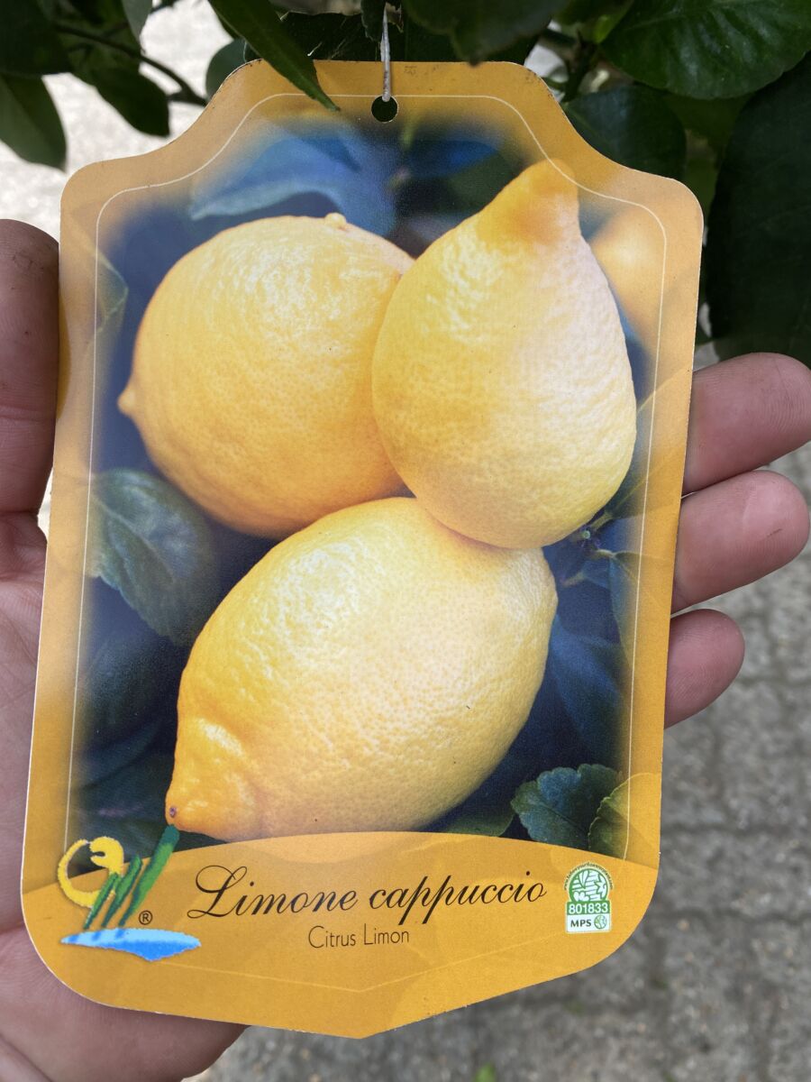 Citron - Citrus limon