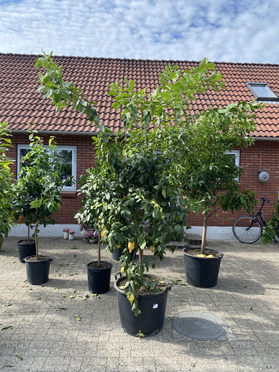 Citron - Citrus limon