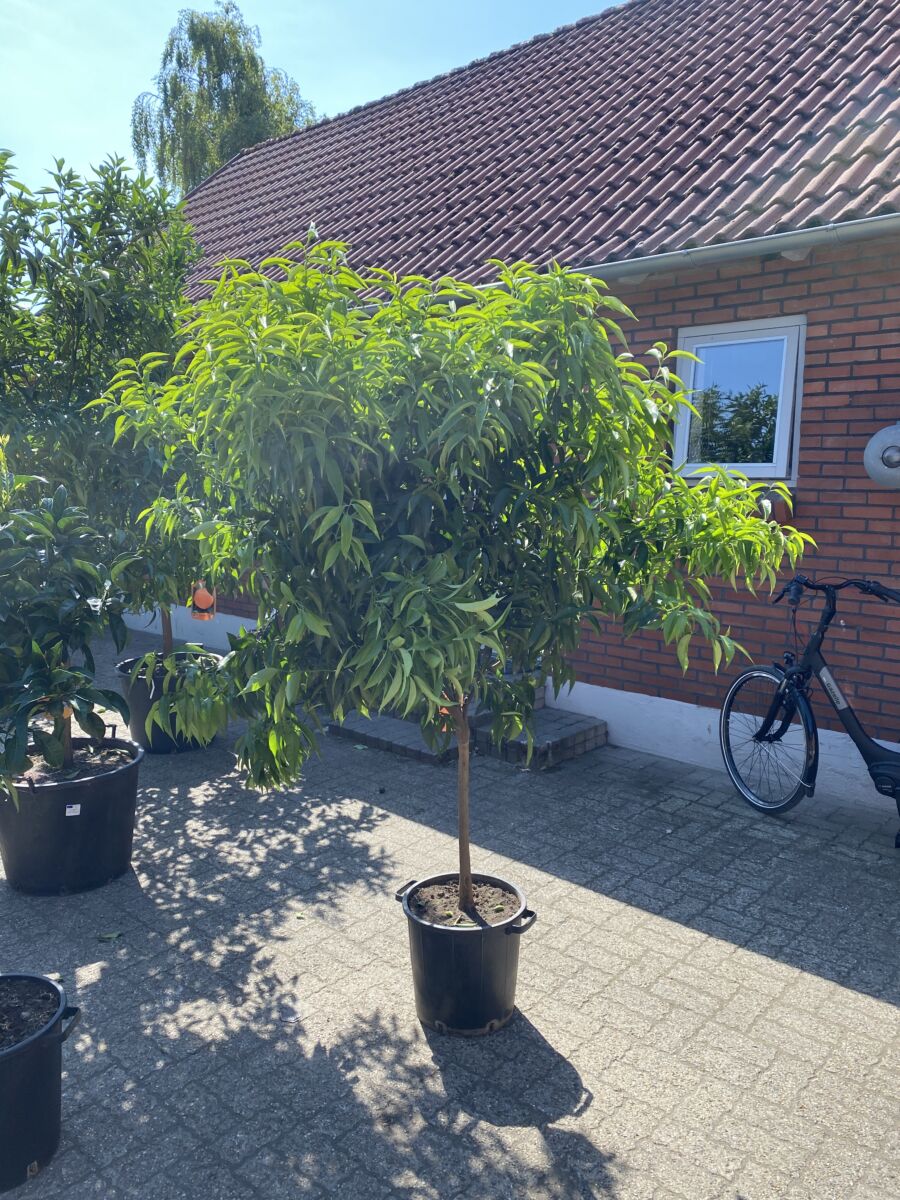 Clementin - Citrus reticulata