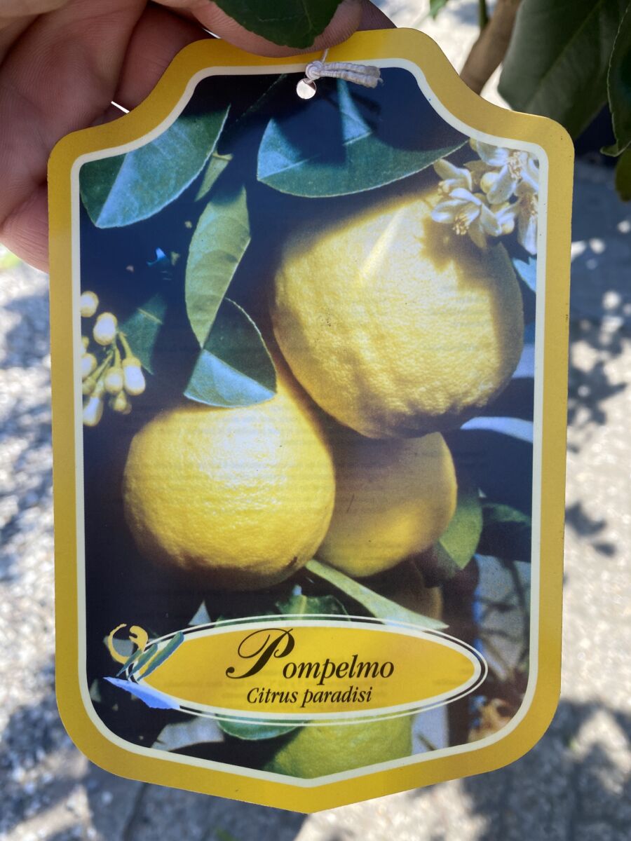 Grapefrugt - Citrus paradisi