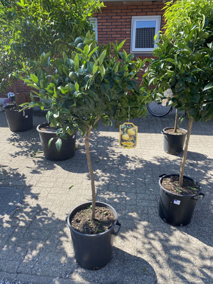 Grapefrugt - Citrus paradisi