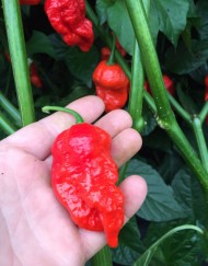 7 Pot Katie - Plante