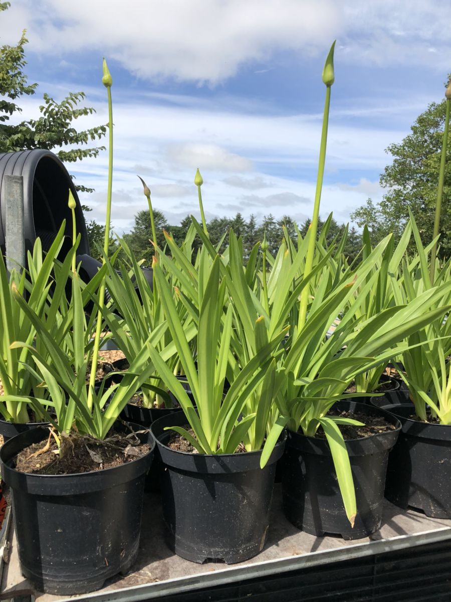 Afrikansk Lilje  - Agapanthus africanus - Plante