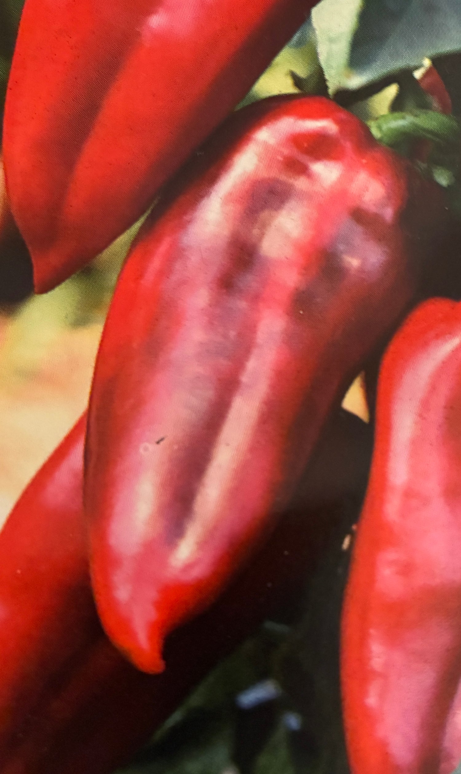 Elefantøre Peber - Slonovo Uvo C.Annuum