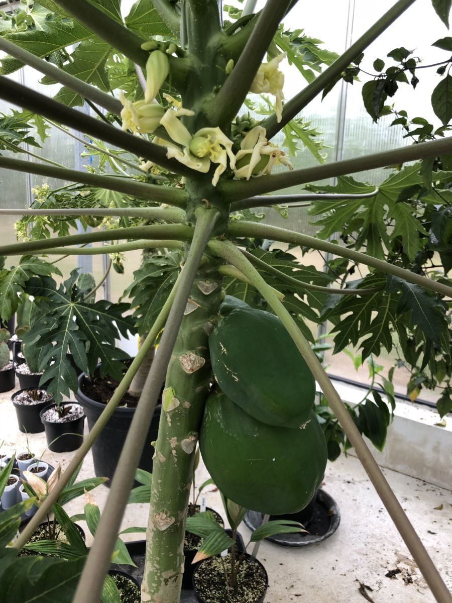 Papaya - Carica papaya - PLANTE