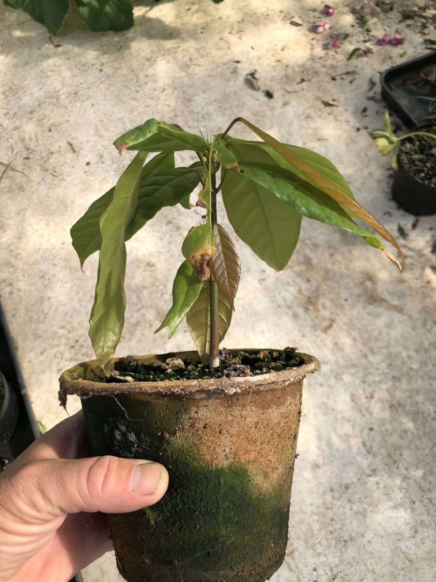Kakao træ - Theobroama cacao - plante