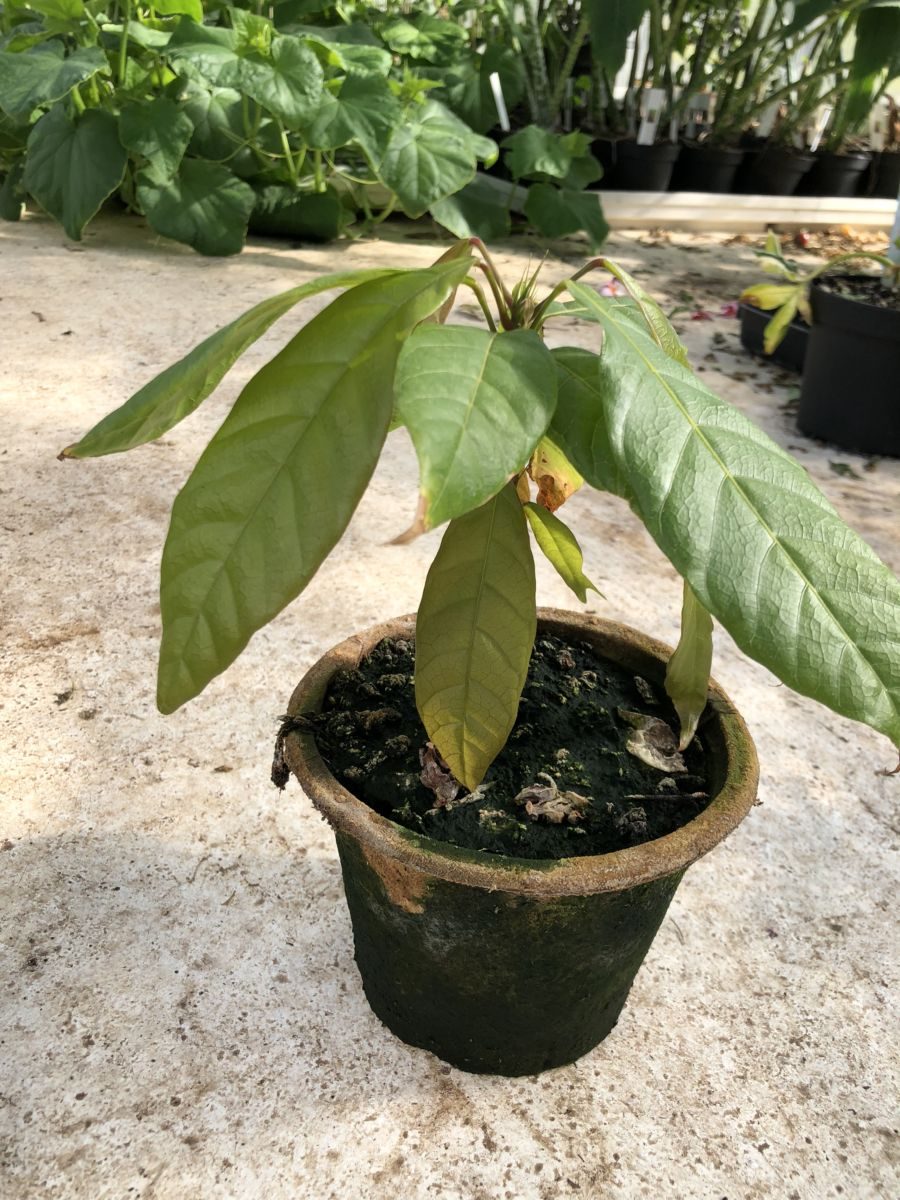 Kakao træ - Theobroama cacao - plante
