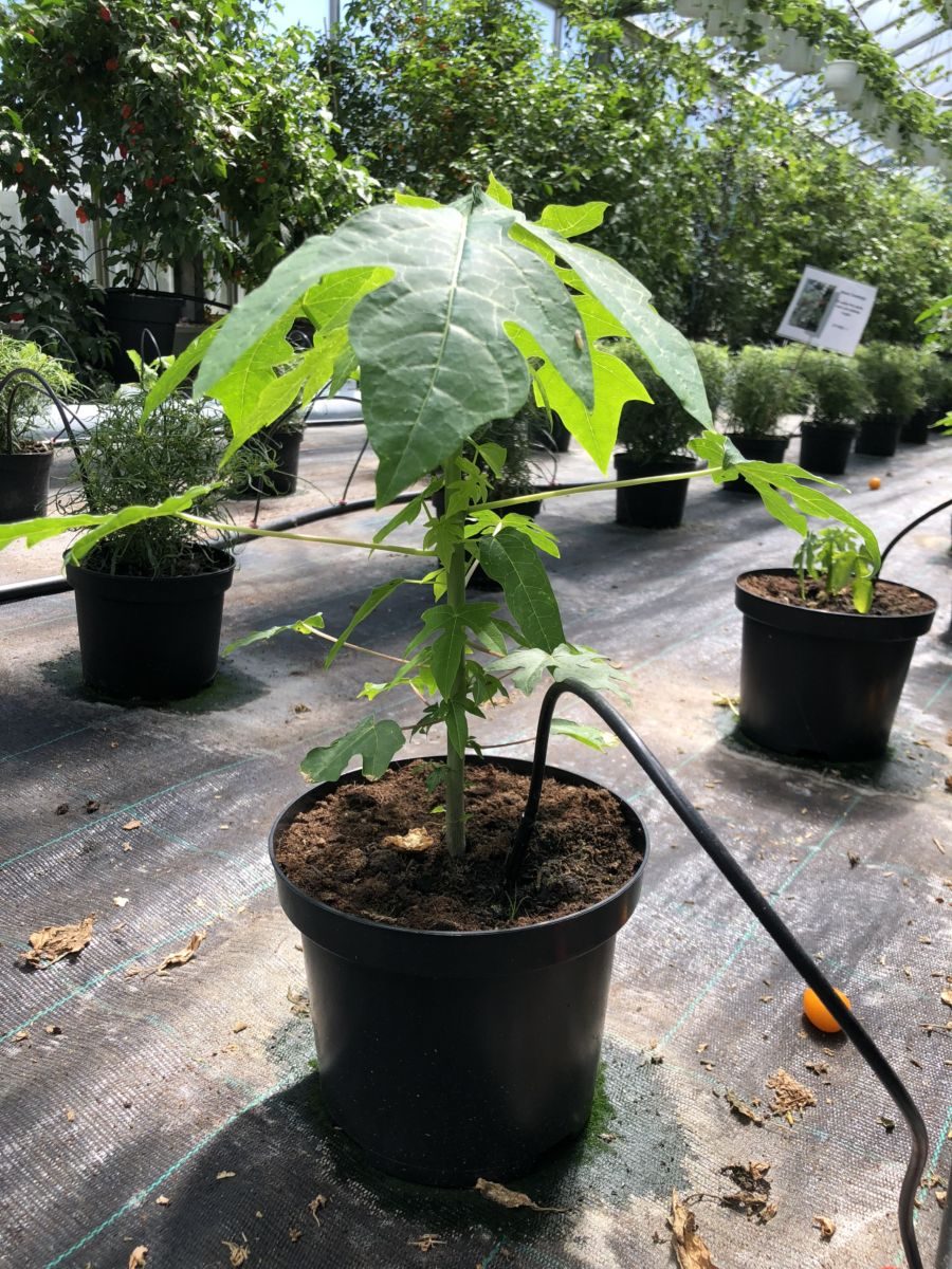 Papaya - Carica papaya - PLANTE